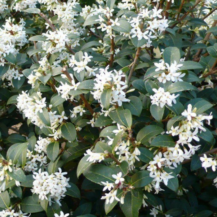 Vonokvětka Burkwoodova - Osmanthus x burkwoodii
