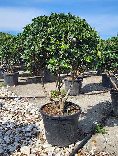 Vonokvětka různolistá - Osmanthus heterophyllus