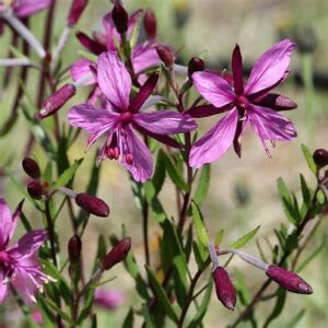 Vrbovka Fleischerova (Epilobium fleischeri)