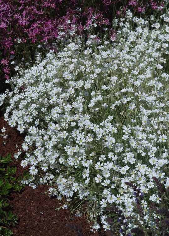 Cerastium biebersteinii​