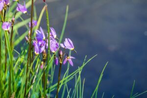 Düngung von Erdbeeren 110 Božskokvět = boží květ (Dodecatheon)