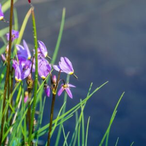 Božskokvět = boží květ (Dodecatheon)