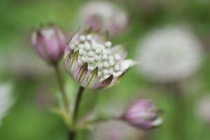 Düngung von Erdbeeren 129 Jarmanka (Astrantia)