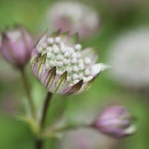 Jarmanka (Astrantia)