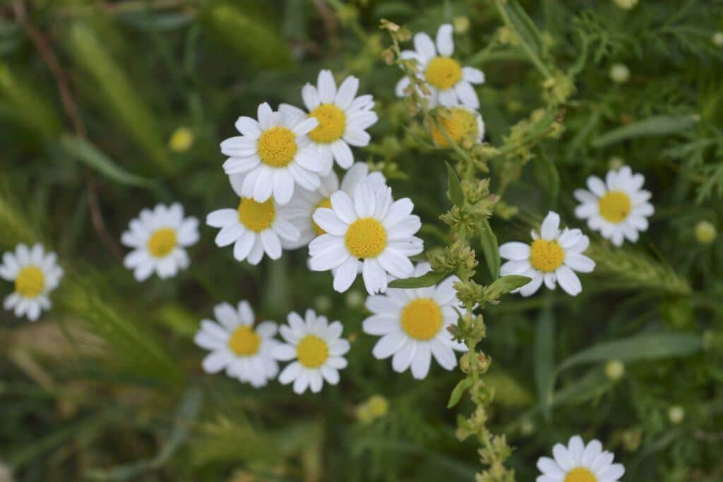 Rmen (Anthemis)