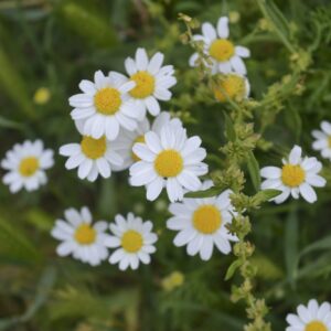 Rmen (Anthemis)
