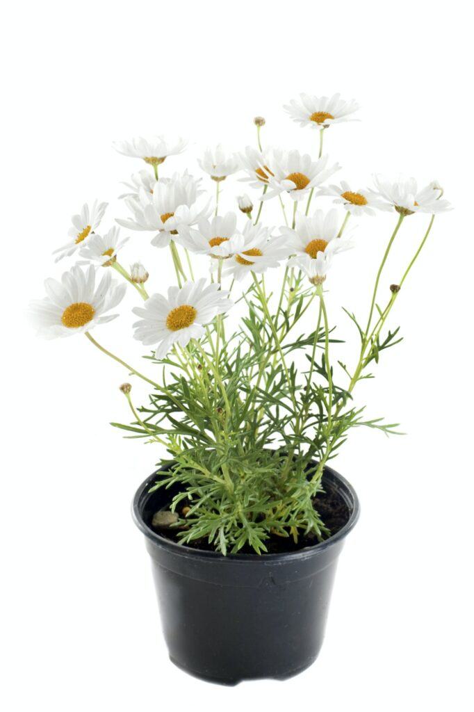 Rmen tečkovaný (Anthemis punctata)