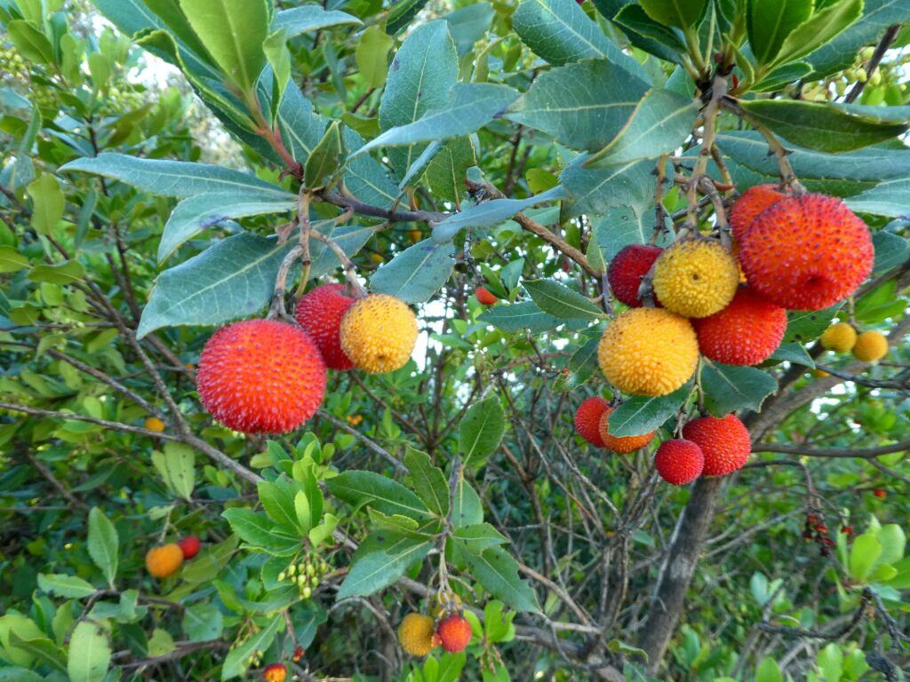 Planika obecná -Arbutus unedo