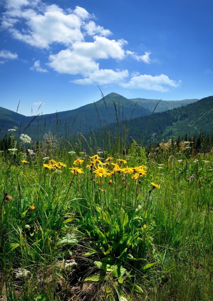 Prha arnika ve svém přirozeném prostředí - v horách