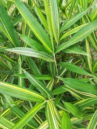 bambus - Pleioblastus