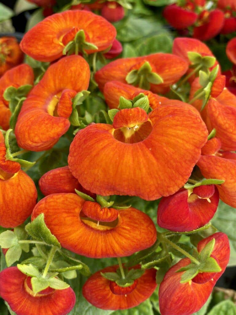 Pantoflíček - zkřížený kultivar