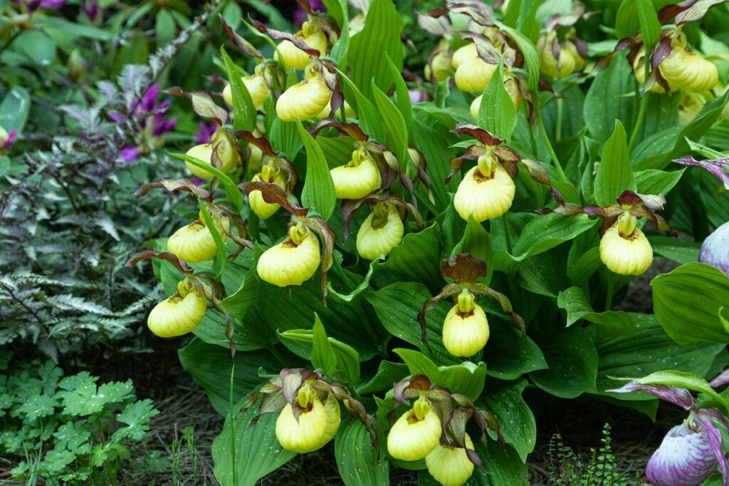 Střevíčník pantoflíček (Cypripedium calceolus)