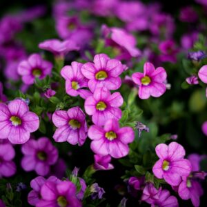 Pochybek (Androsace)