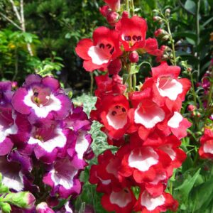 Dračík - velkokvěté zahradní kultivary