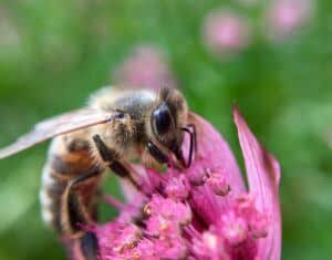 Bee pollinating an astrantia flower
