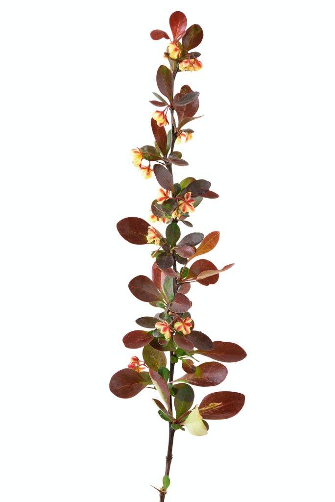 Dřišťál obecný - Berberis vulgaris