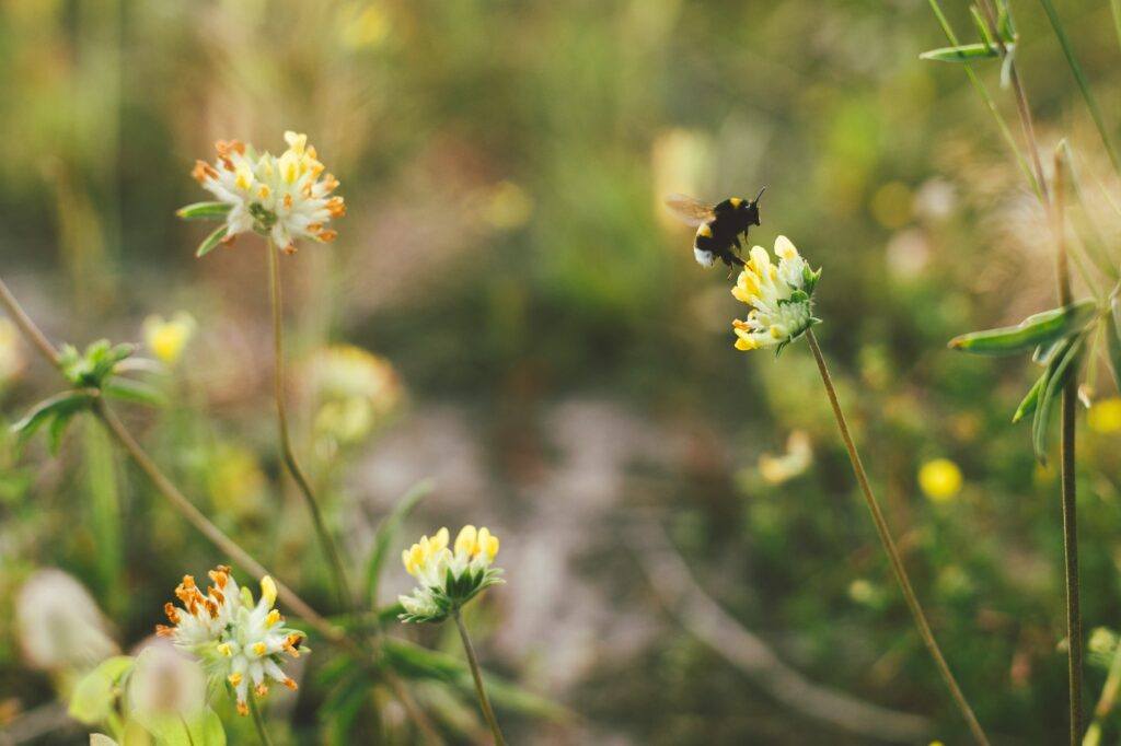 Bumblebee flying to yellow wildflower in summer meadow. Pollination and gathering honey nectar