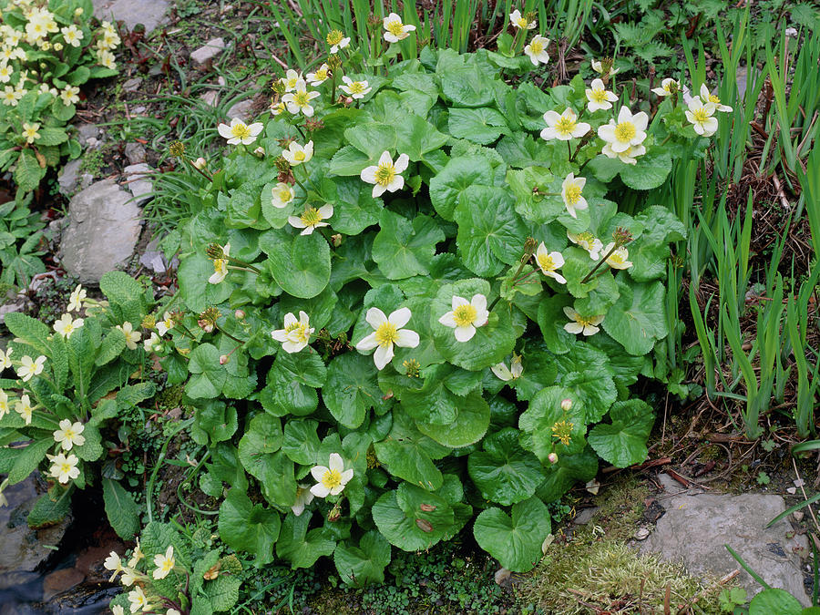 Caltha palustris var. alba