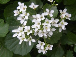 Düngung von Erdbeeren 121 CARDAMINE ASARIFOLIA L. – řeřišnice / žerušnica