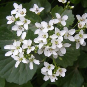 CARDAMINE ASARIFOLIA L. – řeřišnice / žerušnica