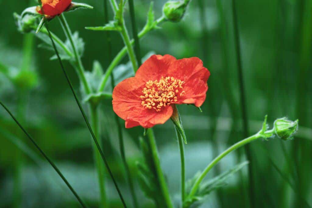 Kuklík šarlatový (Geum coccineum)