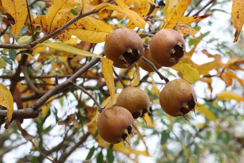 Mišpule - Mespilus