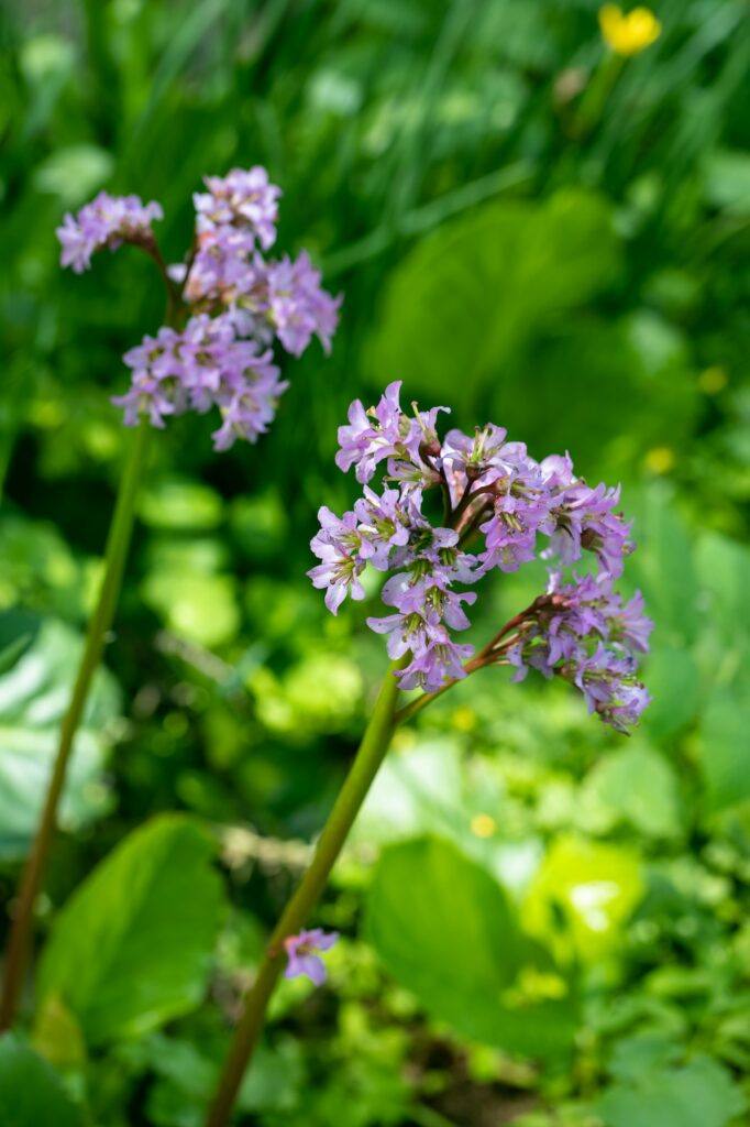 Bergénie tučnolistá (Bergenia crassifolia)