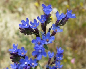 Düngung von Erdbeeren 114 Pilát lékařský (Anchusa officinalis)