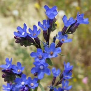 Pilát lékařský (Anchusa officinalis)