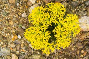 Düngung von Erdbeeren 102 Trýzel