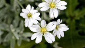 Düngung von Erdbeeren 125 Rožec (Cerastium)