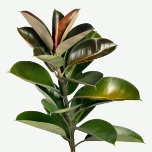 Fíkus pryžodárný listy