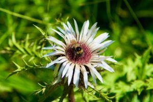 Düngung von Erdbeeren 133 Pupava