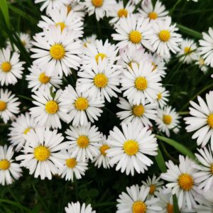 Chudobička (Bellium)