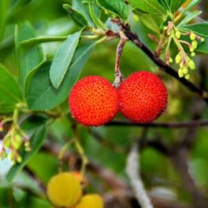 Planika obecná plody - Arbutus unedo