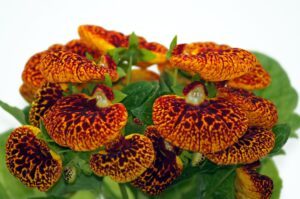 Düngung von Erdbeeren 116 Pantoflíček - zkřížený kultivar pěstovaný v nádobě