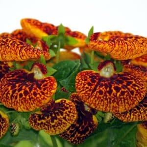 Pantoflíček - zkřížený kultivar pěstovaný v nádobě