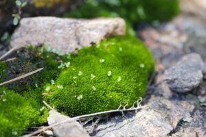 Düngung von Erdbeeren 154 Úrazník - irský mech