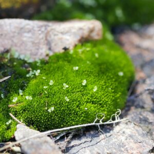 Úrazník - irský mech