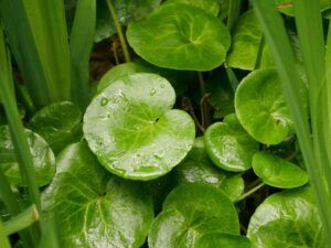 Düngung von Erdbeeren 152 Kopytník - listy