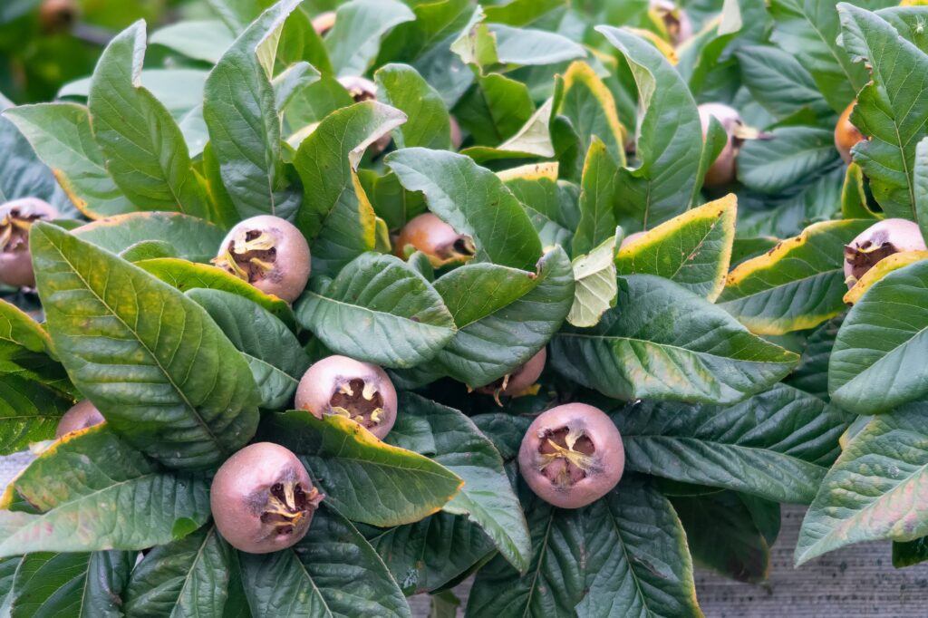 Mišpule (Mespilus germanica)