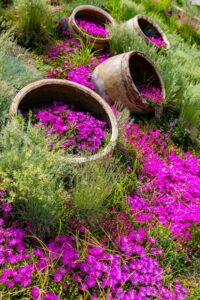 Düngung von Erdbeeren 143 Kosmatec (Delosperma) - zajímavý způsob pěstování v nádobách