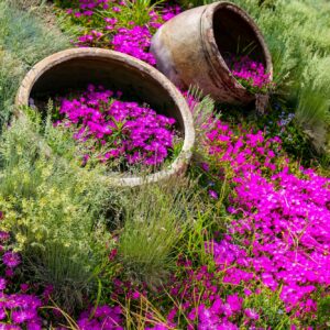 Kosmatec (Delosperma) - zajímavý způsob pěstování v nádobách