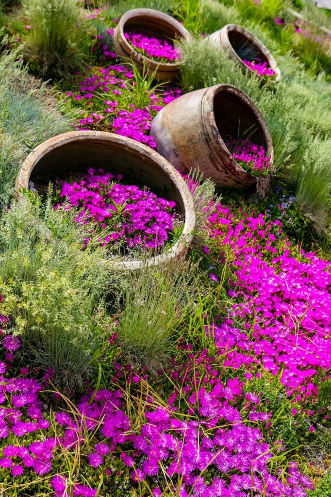 Kosmatec (Delosperma) - zajímavý způsob pěstování v nádobách