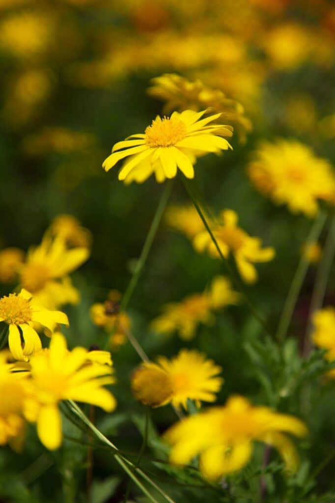 Kamzičník východní (Doronicum orientale)