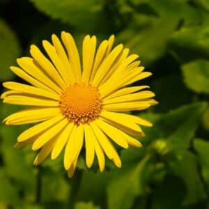 Kamzičník (Doronicum)