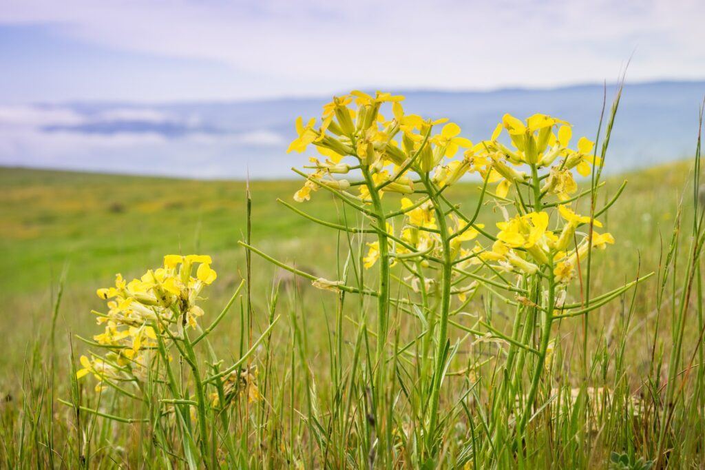 Trýzel rozvětvený