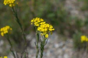 Düngung von Erdbeeren 107 Chudina hajní