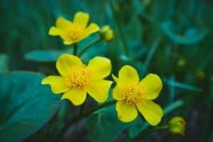 Düngung von Erdbeeren 120 Blatouch (Caltha)