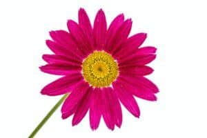 Düngung von Erdbeeren 137 Kruhovník